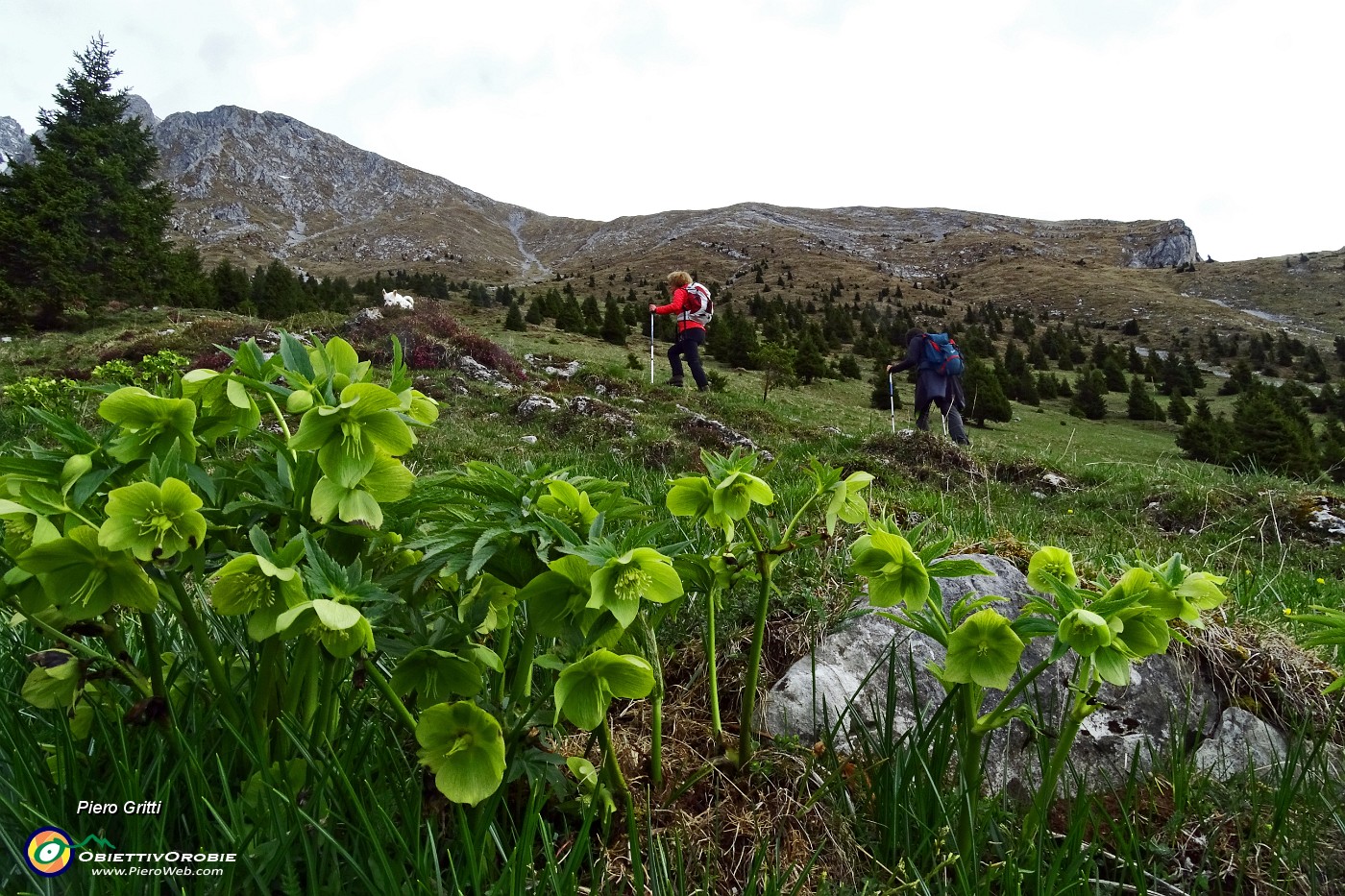 20 Estese fioriture di Elleboro fetido (Helleborus foetidus).JPG -                                